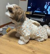 Shih Tzu