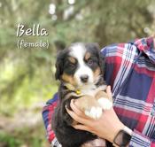 Bernese Mountain Dog