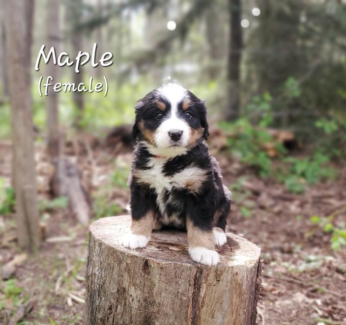 Bernese Mountain Dog