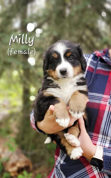 Bernese Mountain Dog