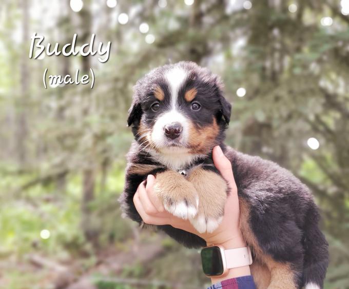 Bernese Mountain Dog