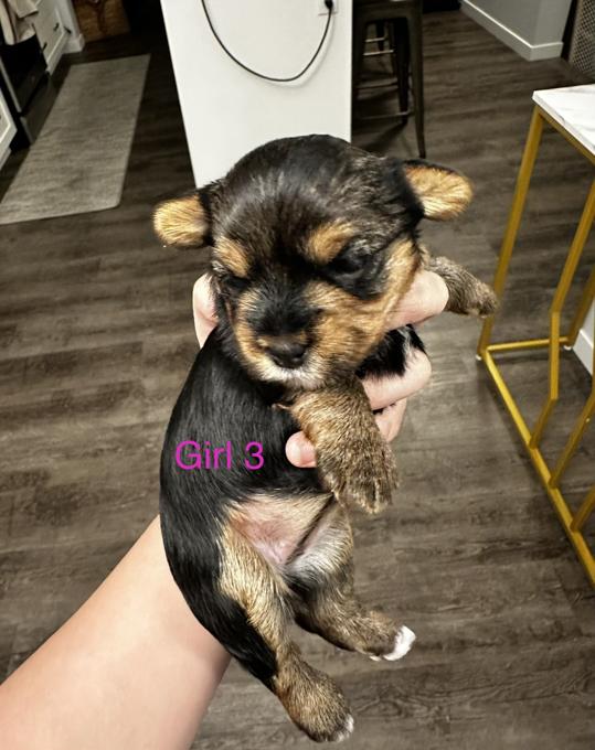 Yorkshire Terrier
