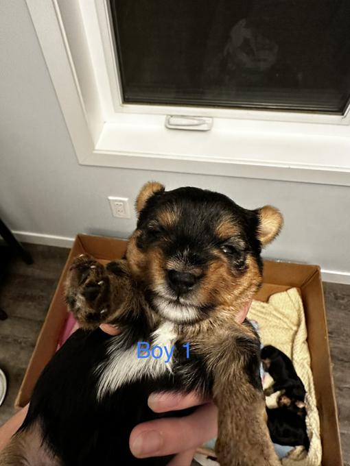 Yorkshire Terrier