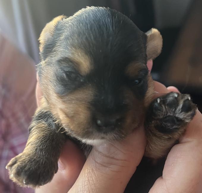Yorkshire Terrier
