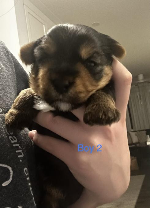 Yorkshire Terrier