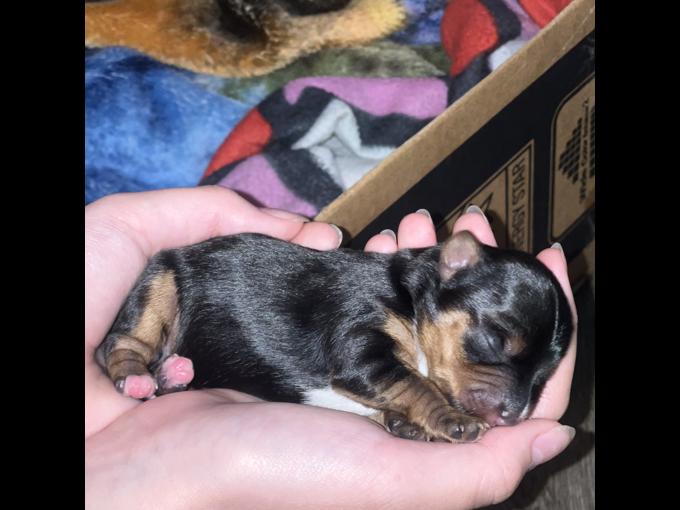 Yorkshire Terrier