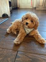CAVAPOO