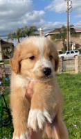 GOLDEN RETRIEVER PURE