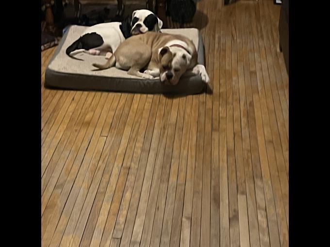 American Bulldog