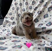 American Bully