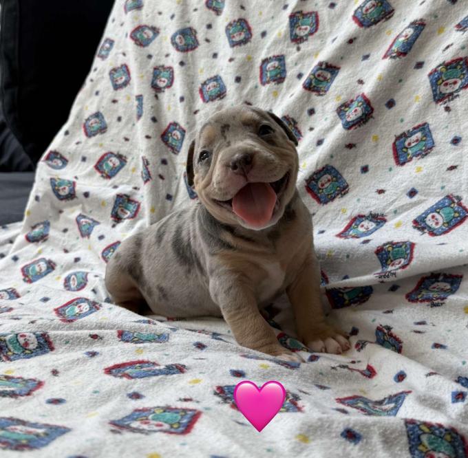 American Bully