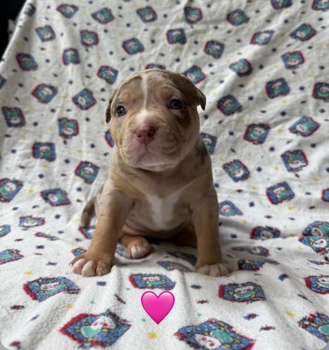 American Bully