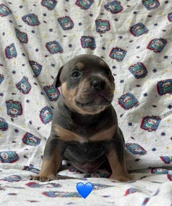 American Bully