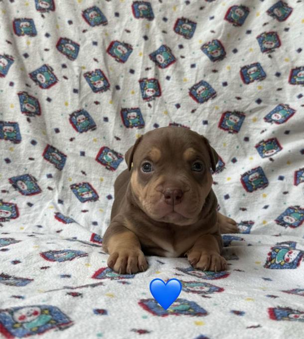 American Bully