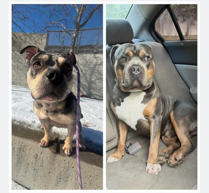 American Bully