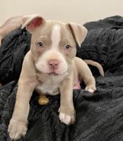 American Bully 