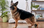 German Shepard