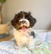 Havanese