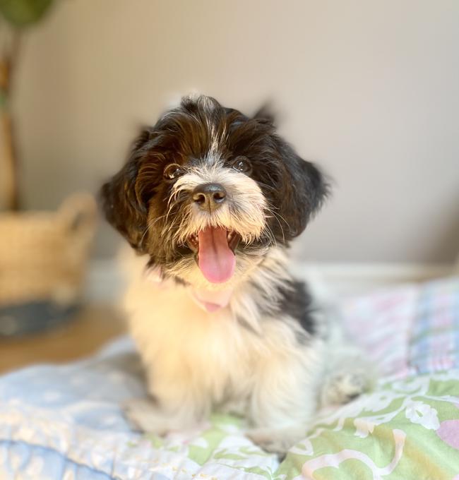 Havanese