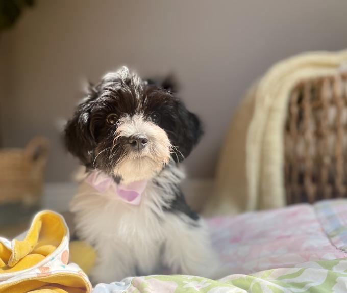 Havanese