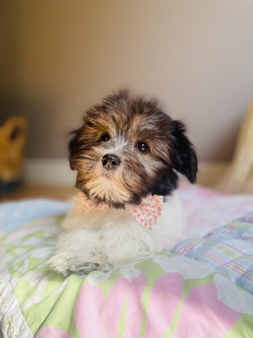 Havanese