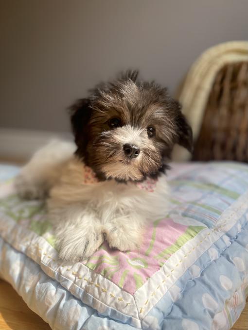 Havanese