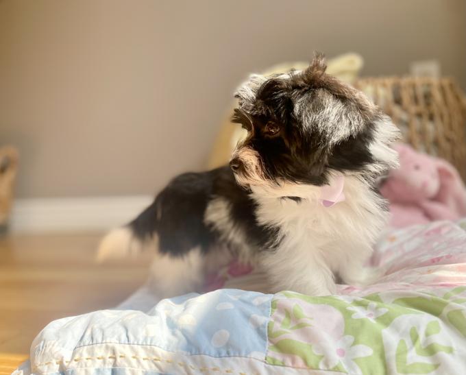 Havanese