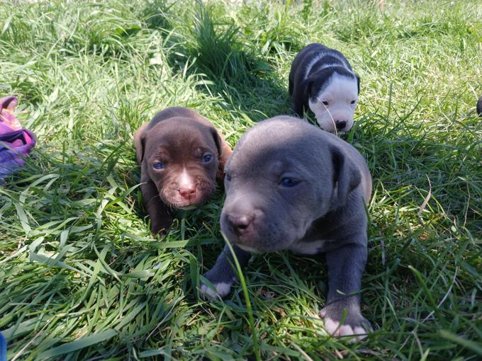 American bully