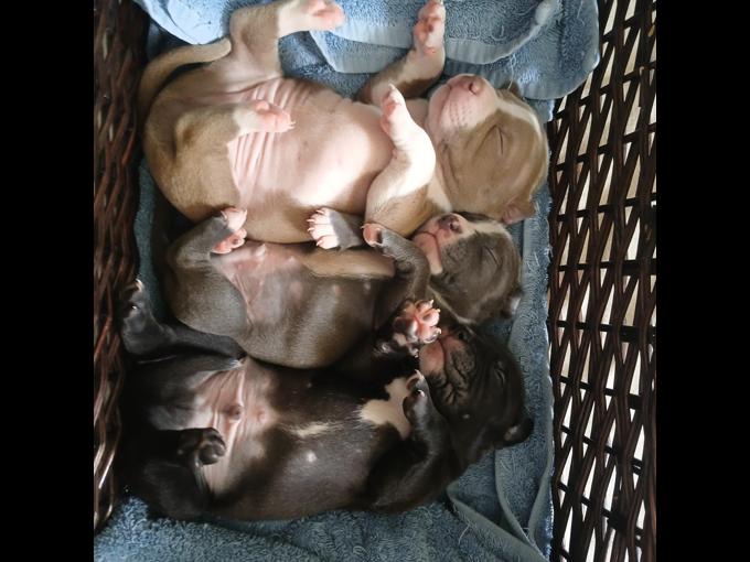 American bully