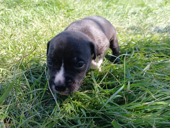 American bully