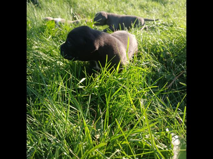American bully