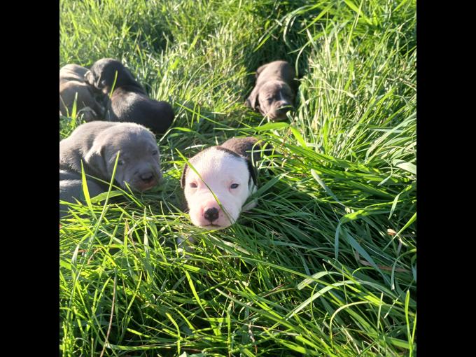 American bully