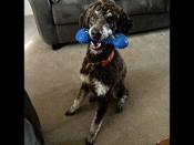 Poodle
