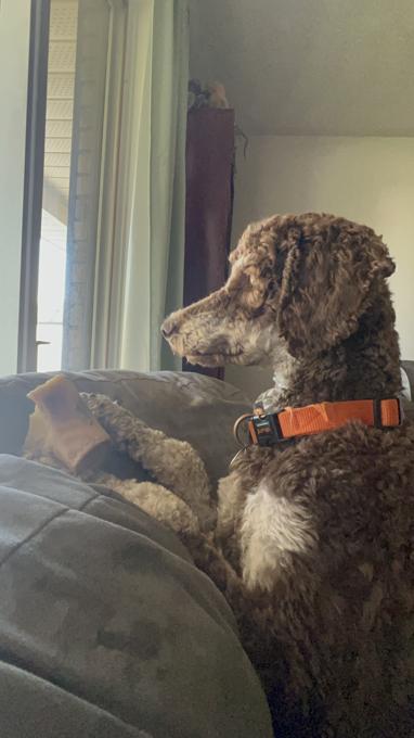 Poodle