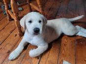 Pyrenees/Mastiff/Husky