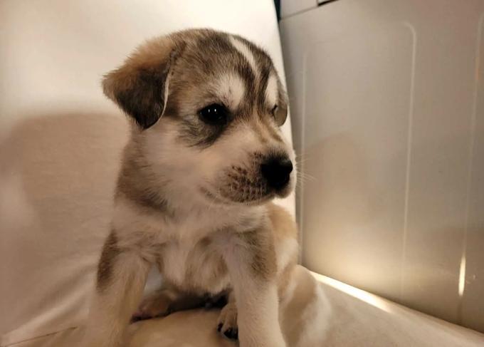 Pyrenees/Mastiff/Husky