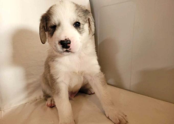 Pyrenees/Mastiff/Husky