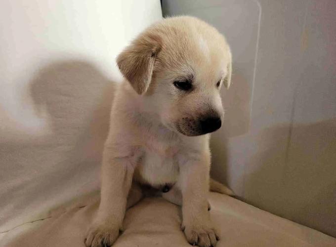 Pyrenees/Mastiff/Husky