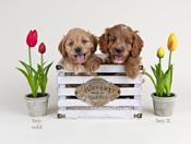 Cockapoo