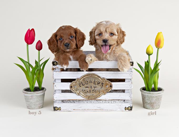 Cockapoo