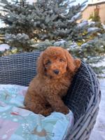 poodle