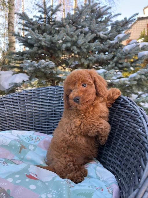 poodle
