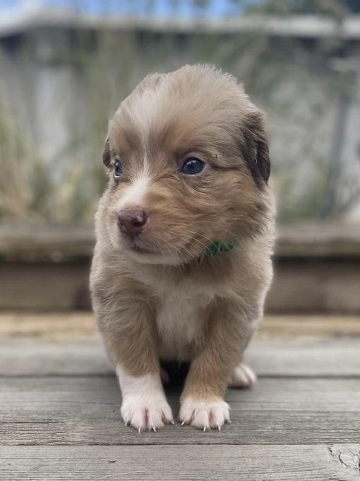 Australian Shepherd