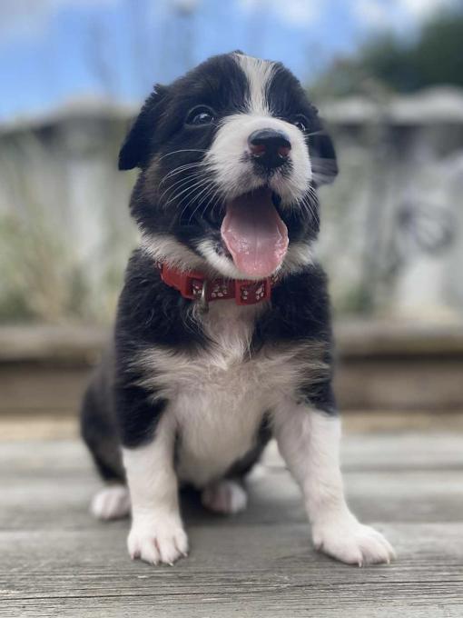 Australian Shepherd