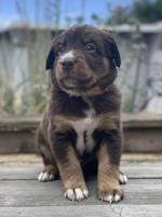 Australian Shepherd