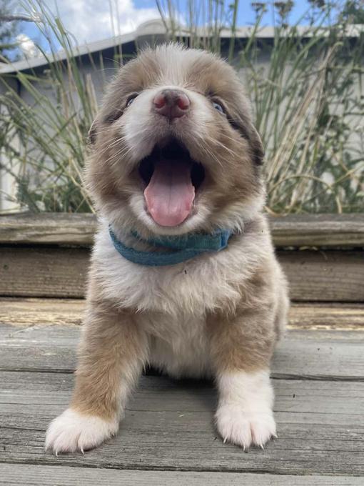 Australian Shepherd