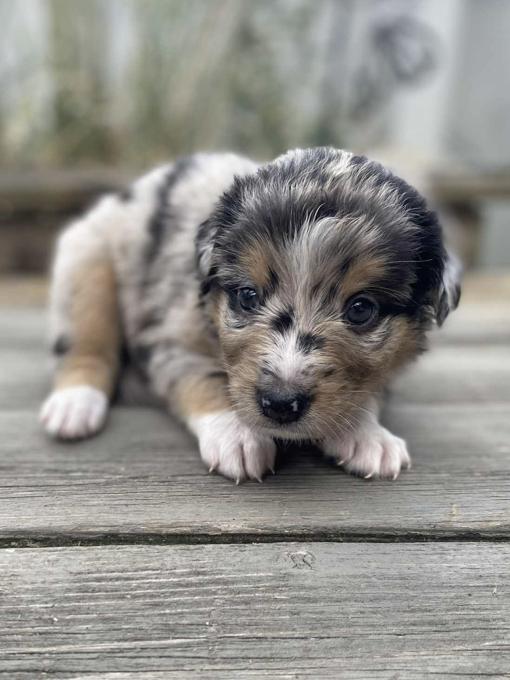 Australian Shepherd