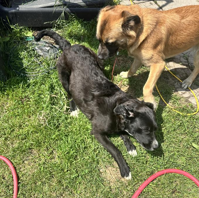 Border Collie/Shepherd/Retriever