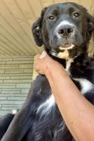 Border Collie/Shepherd/Retriever