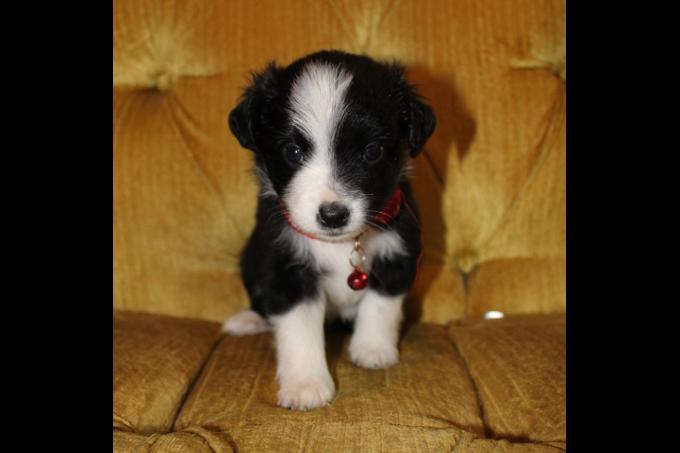 Miniature Australian Shepherd